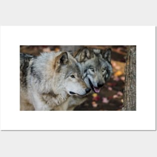 Timber Wolves Posters and Art